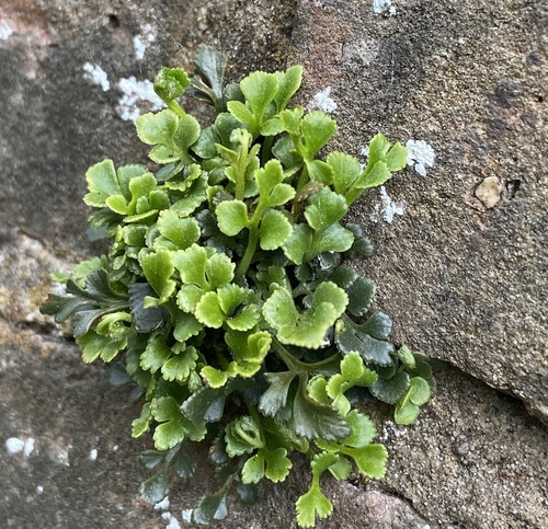 wall-rue