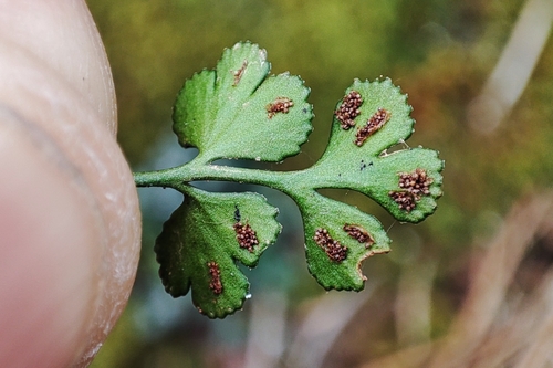 wall-rue