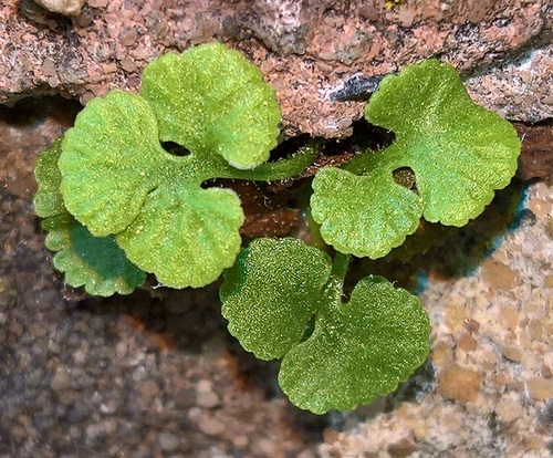 wall-rue