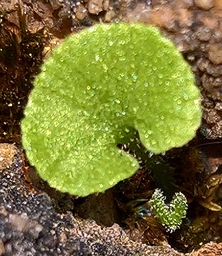 wall-rue