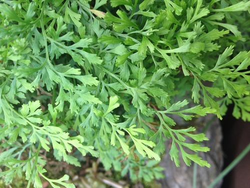 wall-rue