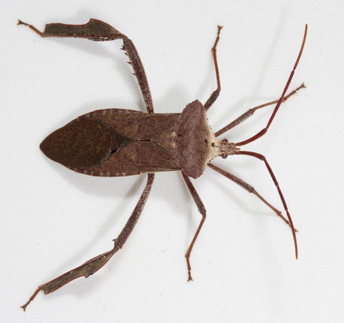 Giant leaf-footed bug