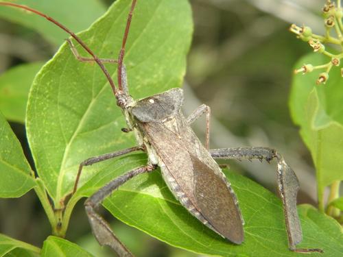 Giant leaf-footed bug