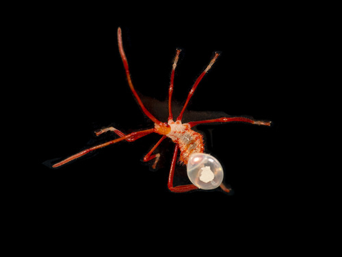 Giant leaf-footed bug