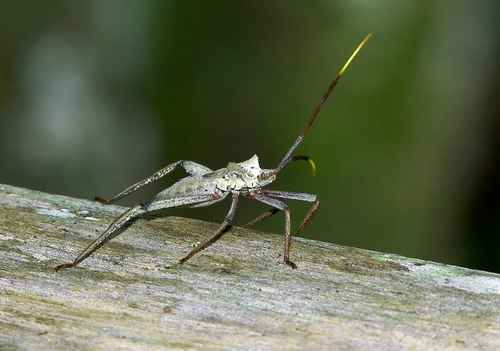 Giant leaf-footed bug