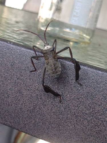 Giant leaf-footed bug