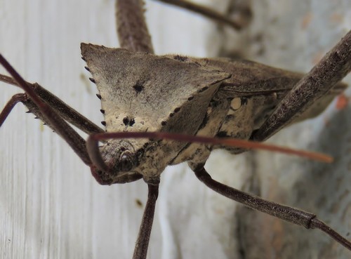 Giant leaf-footed bug