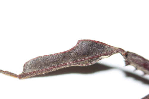 Giant leaf-footed bug