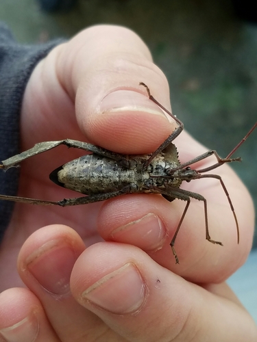 Giant leaf-footed bug
