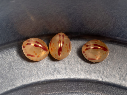 Giant leaf-footed bug