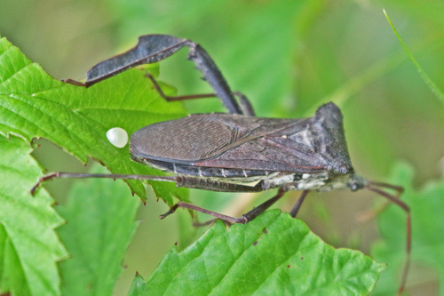Giant leaf-footed bug