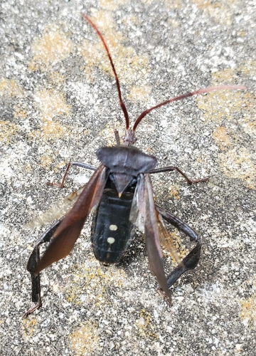 Giant leaf-footed bug