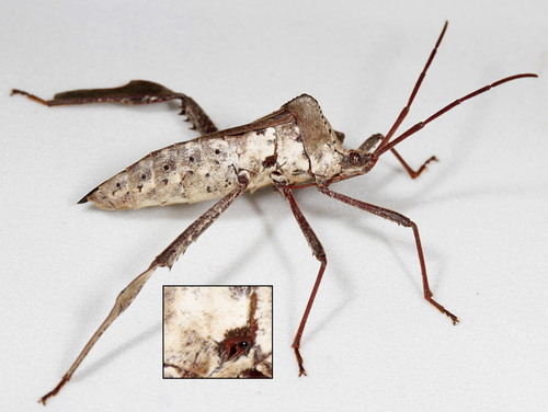 Giant leaf-footed bug