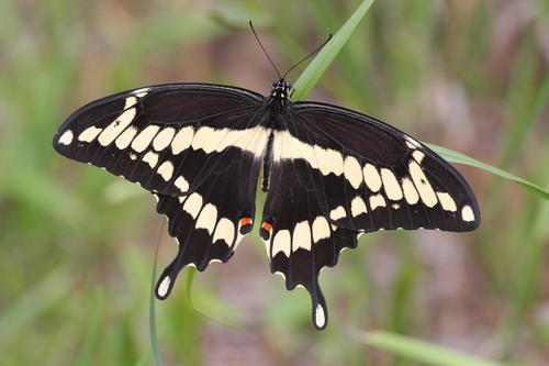 Eastern Giant Swallowtail
