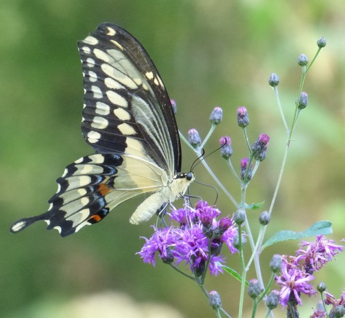 Eastern Giant Swallowtail