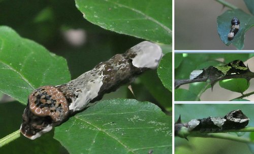 Eastern Giant Swallowtail