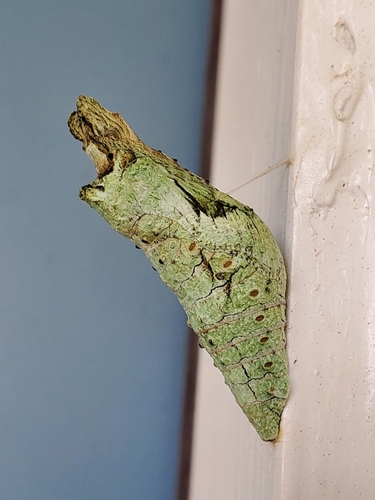 Eastern Giant Swallowtail