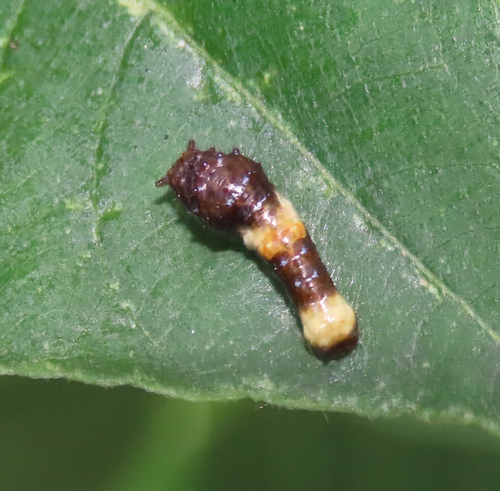 Eastern Giant Swallowtail