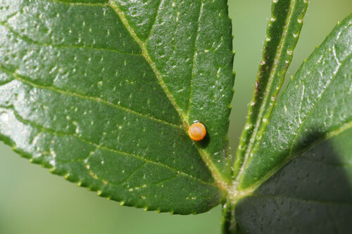 Eastern Giant Swallowtail