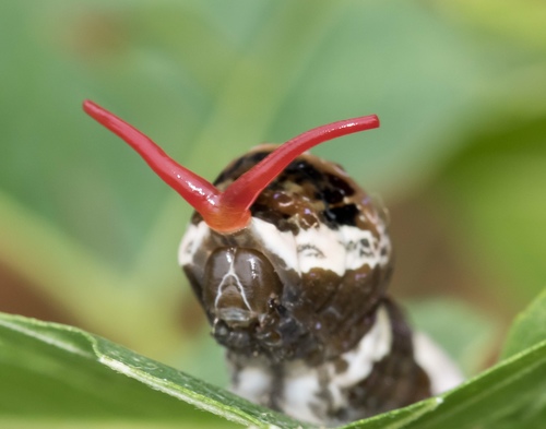 Eastern Giant Swallowtail