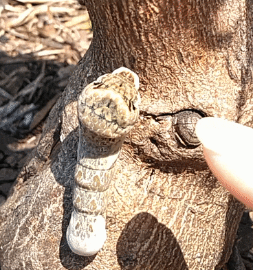 Eastern Giant Swallowtail