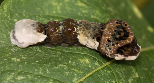 Eastern Giant Swallowtail