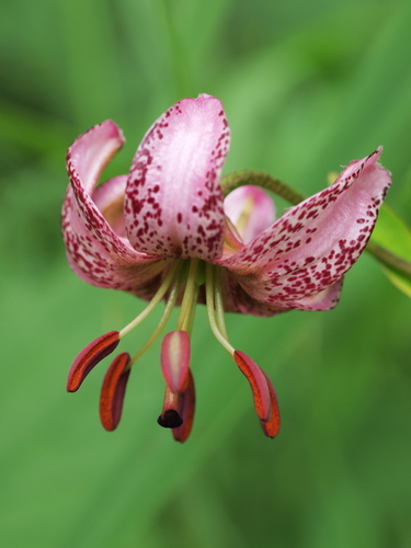 Martagon Lily