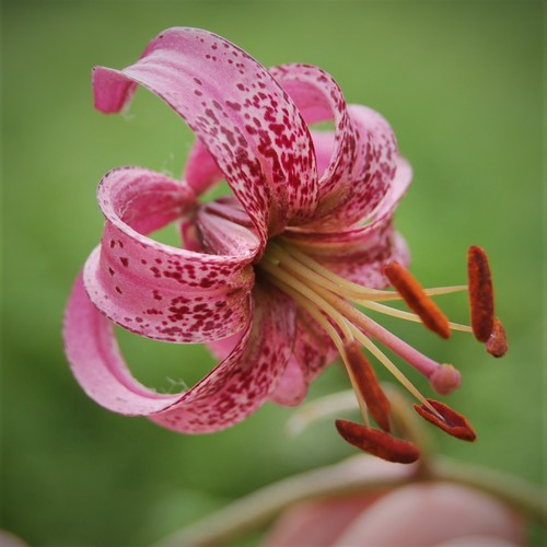 Martagon Lily