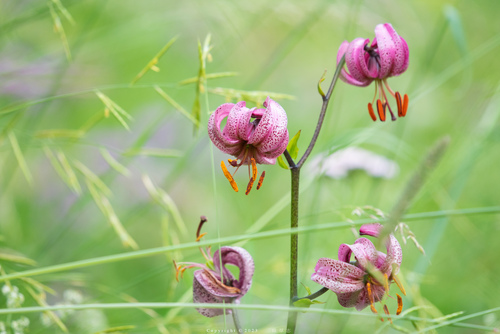 Martagon Lily