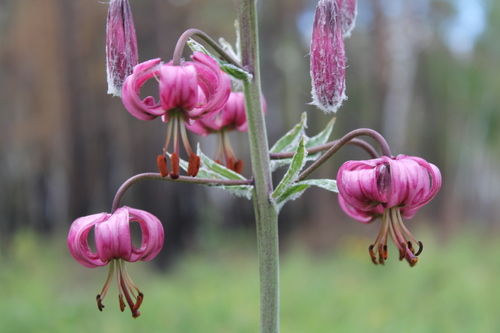Martagon Lily