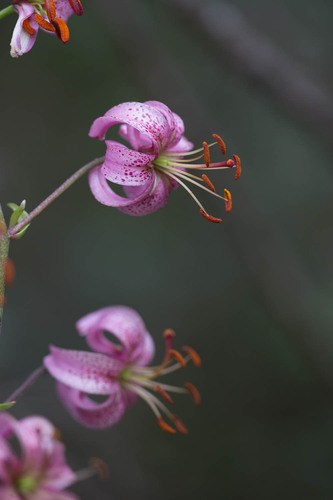 Martagon Lily
