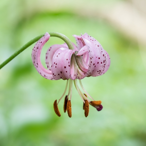 Martagon Lily