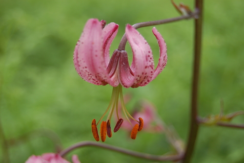 Martagon Lily