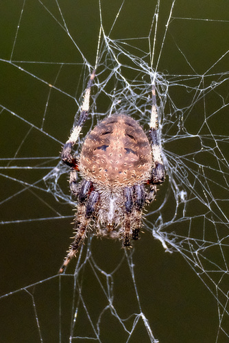 Spotted Orbweaver