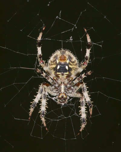 Spotted Orbweaver