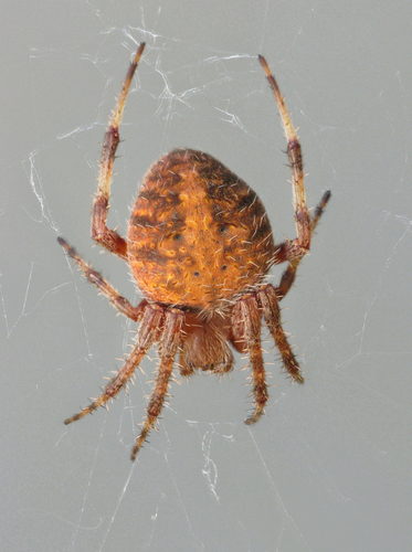 Spotted Orbweaver