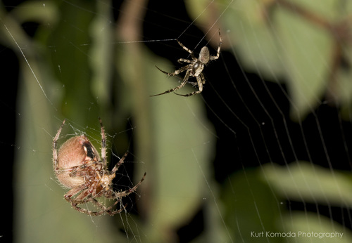 Spotted Orbweaver