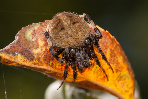 Spotted Orbweavers