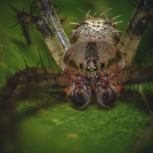 Spotted Orbweavers