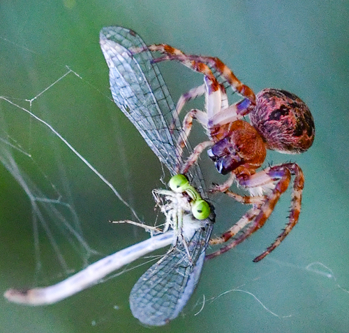 Spotted Orbweavers