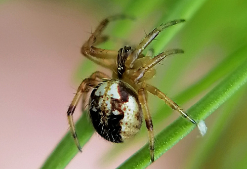Spotted Orbweavers