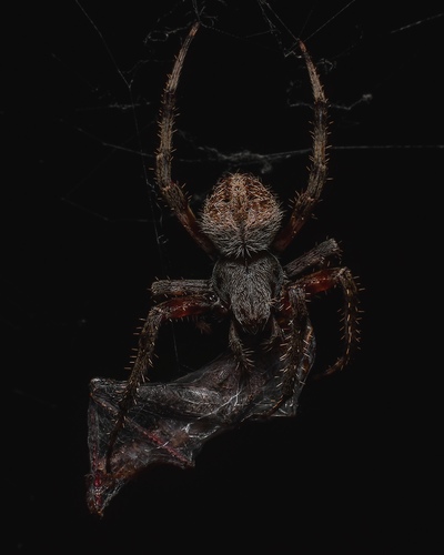 Spotted Orbweavers