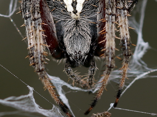 Spotted Orbweavers