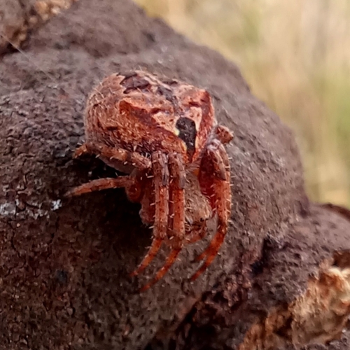 Spotted Orbweavers