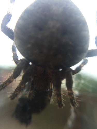 Spotted Orbweavers