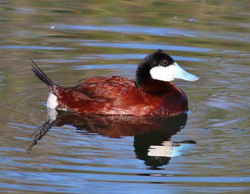 Ruddy Duck