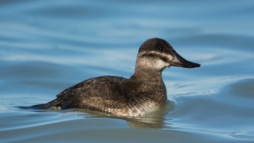 Ruddy Duck