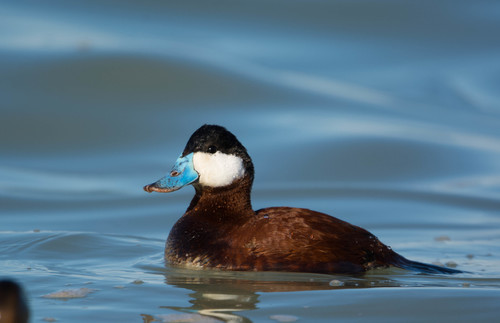 Ruddy Duck