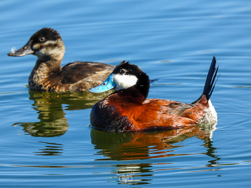 Ruddy Duck