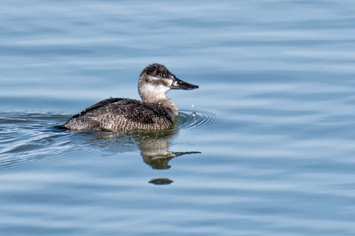 Ruddy Duck